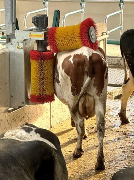 Suevia Koeborstel EASYCLEANER DUO, 230 V 50 Hz - Afbeelding 4