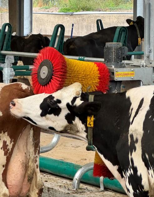 Suevia Koeborstel EASYCLEANER DUO, 230 V 50 Hz - Afbeelding 3