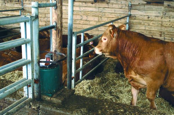 Suevia Drinkbak model 41 A verwarmbaar 80 watt 24 volt - Afbeelding 3